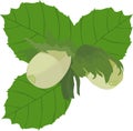 Raw hazelnuts with green leaves